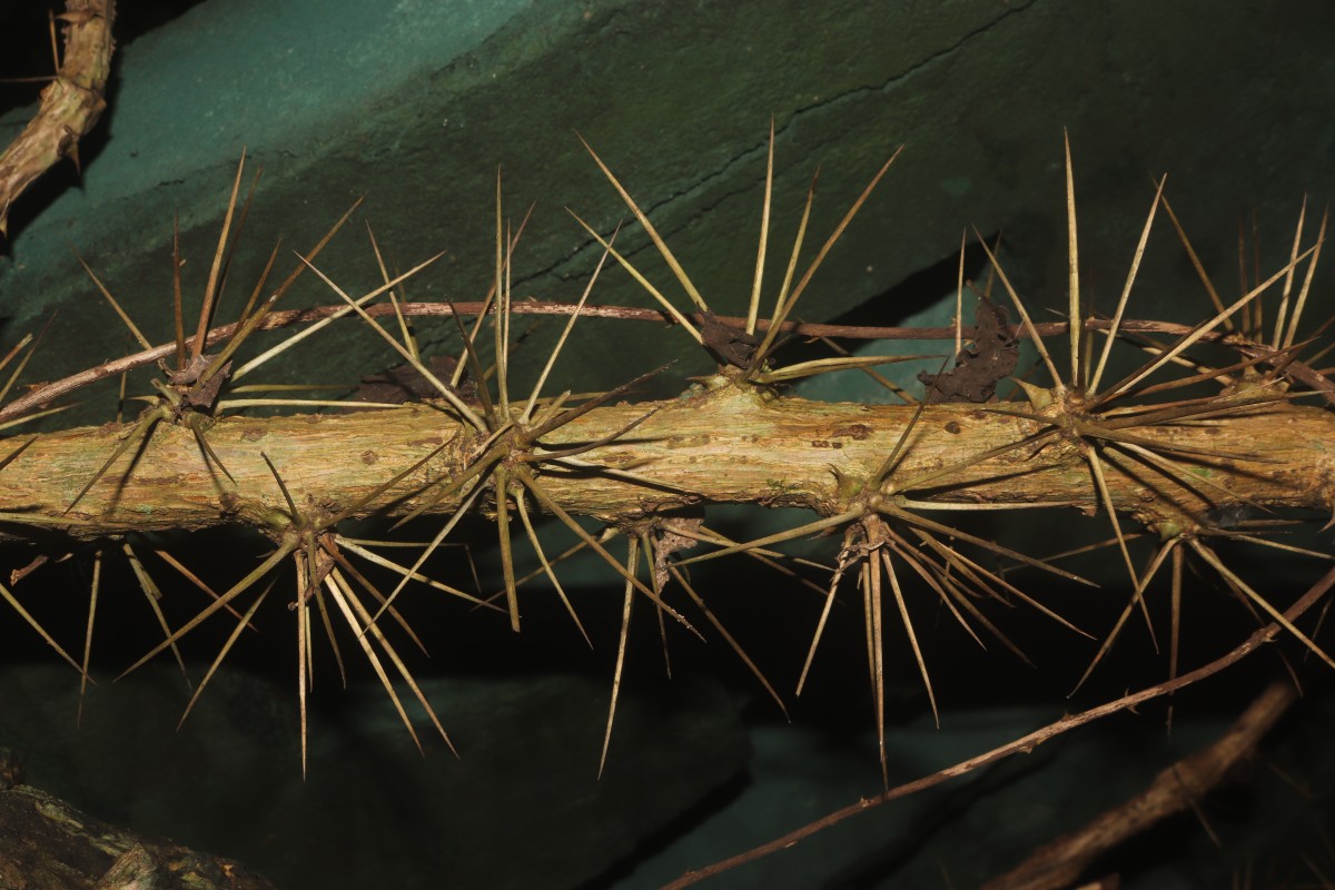 Pereskia aculeata Mill.